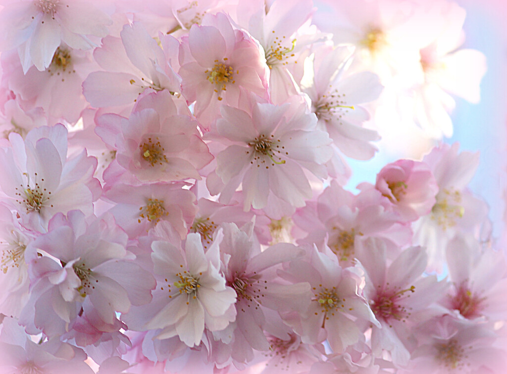 Blossom in my Garden.  by wendyfrost