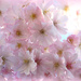 Blossom in my Garden. 