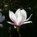 My First Magnolia