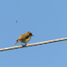 7 - Chiffchaff and Insect