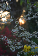 5th Apr 2025 - lovely Spring