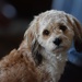 This is Dash...