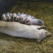 Feeding Time by pcoulson