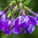 Phlox Fly by kvphoto
