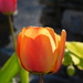 tulip