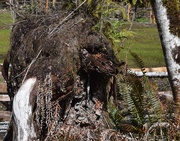 7th Apr 2025 - Tree Trunk Beast