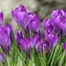 Purple by 365projectorgheatherb