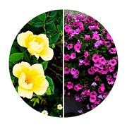 8th Apr 2025 - Two Very Different Flowers ~