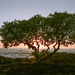 Sunset Tree  by jgpittenger