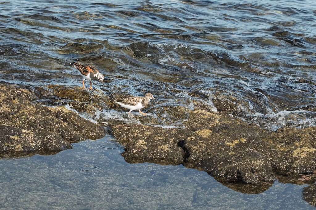 Ruddy Turnstones  by jgpittenger