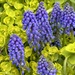 Muscari