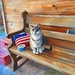 Cat on a Bench