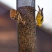 Goldfinches