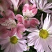 Pretty Flowers by dailypix