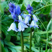  Bluebells by beryl