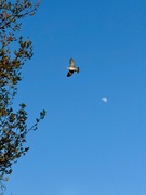 7th Apr 2025 - Fly me to the moon