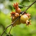 Pomegranate Cluster by cocokinetic