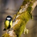 Great Tit on a Mossy Perch