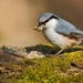 Nuthatch