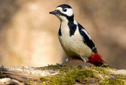 8th Apr 2025 - Great spotted woodpecker