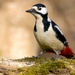 Great spotted woodpecker by okvalle