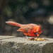 Lunch on the Patio by gardencat