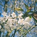 Pretty blossom by tinley23