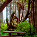 Natures Art by 365projectorgchristine