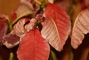 8th Apr 2025 - Dead Pointsettia