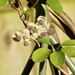 An Unusual Climber