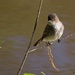 LHG_9676 Eastern phoebe by rontu
