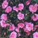 Camelia by craftymeg