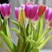 Indoor Tulips by carole_sandford