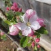 Apple blossom