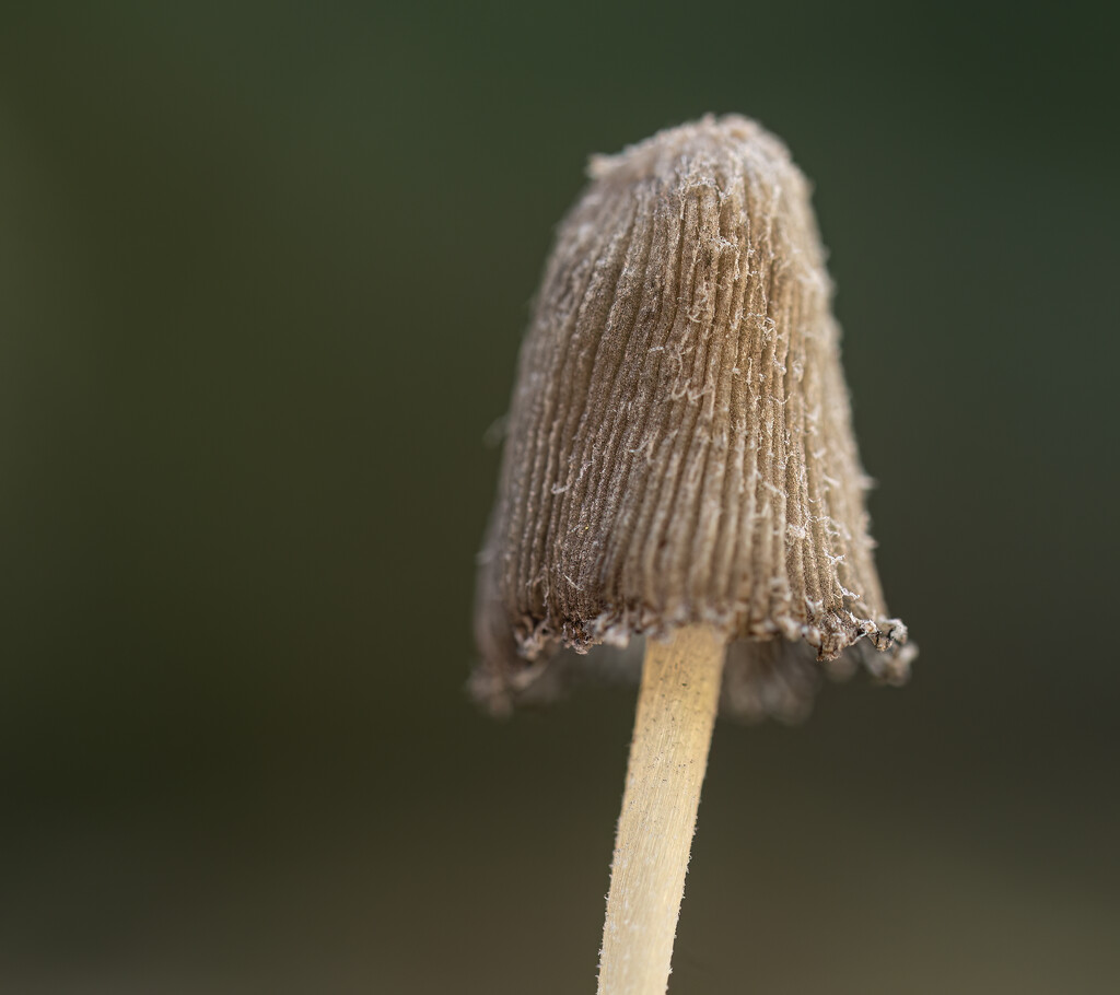 up close with nature by koalagardens