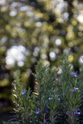 6th Apr 2025 - Rosemary