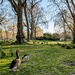Greylags  by boxplayer