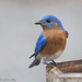 Mister Blue