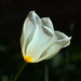 Backlit beauty by gaf005