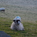 woolly mattress
