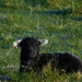 Herdwick lamb