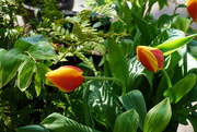 9th Apr 2025 - A Riot of Colors
