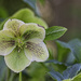 Helleborus