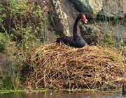 9th Apr 2025 - Mother Swan ~