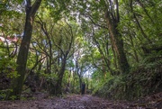 9th Apr 2025 - Lunch Time Forest Walk