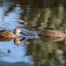 He found a mate by ludwigsdiana