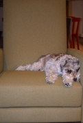 8th Apr 2025 - The Other Recliner is Yours, Dad