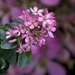 Pretty In Pink