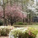 Everything bloomed at the same time... by marlboromaam