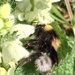 Bumble bees by 365projectorgjoworboys